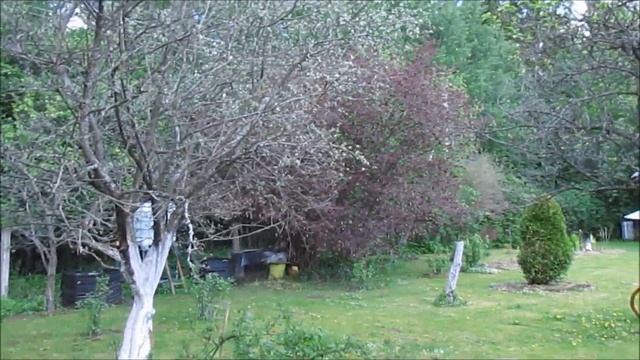 Наша дача. Сажаем яблоню. смотреть онлайн