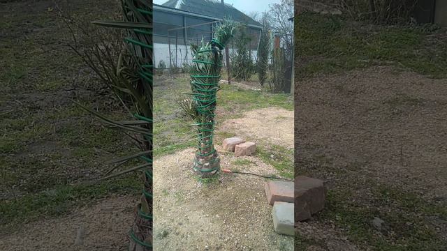 Финик канарский! смотреть онлайн