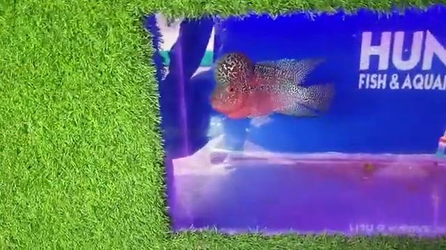 10 inch small bowl with 6 fish just Rs. 500 only with 8 fish, plants stones,. Call for aquarium s смотреть онлайн
