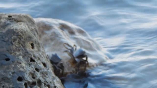 Крабы. Чёрное море. Крым. качественное видео смотреть онлайн