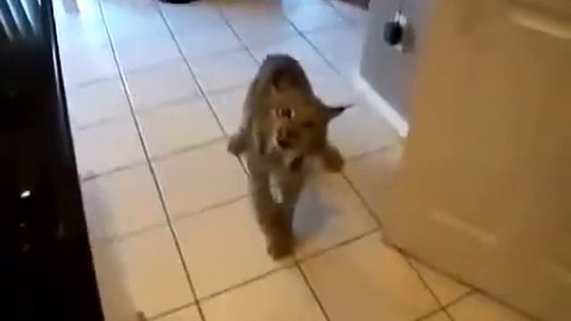 Смертельно опасно!!! Разъяренная рысь в доме! Опасные животные смотреть онлайн