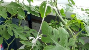 Как вырастить арбуз на балконе. Взвешивание на 40 день после опыления. Арбуз Юнкер и Фейеверк.