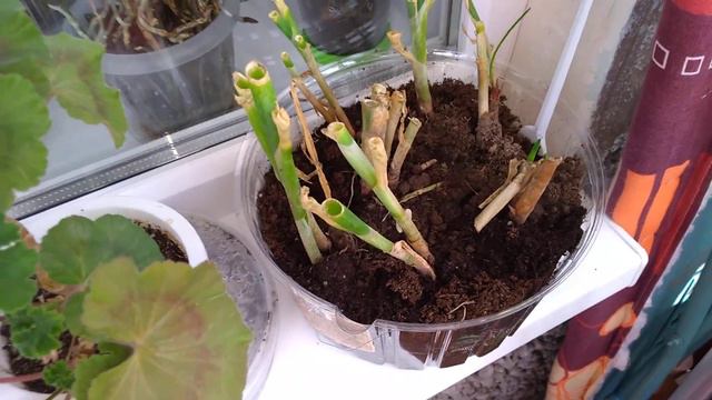 Маленький огород на балконе смотреть онлайн