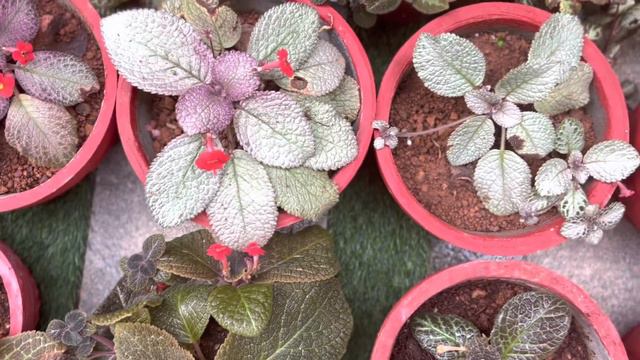 Epecia plants | care & propagation #meadowsgarden #epeciaplants #gardenmalayalam #plantscare смотреть онлайн