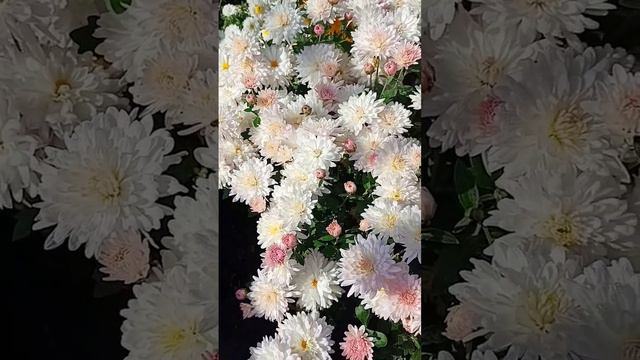 #жизнь#мечта#семьялюбовь #весна#любовь#лайк#мир#лето#дача#ландшафт#дом#букет#сад #дача #растения смотреть онлайн