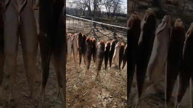 Маленько от темы но полезно,как сделать крючки для сушки рыбы!! смотреть онлайн