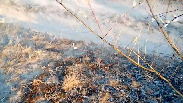 Зацвіла червона верба смотреть онлайн