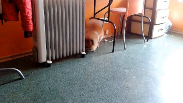 шпиц после стрижки смотреть онлайн