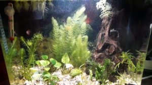 Малькам моллинезии 1 месяц. Переселение в общий аквариум.