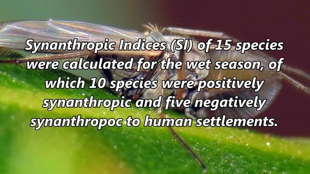 Synanthropic Indices and Baits Preferences of Common Non-biting Flies (Diptera: Cyclorrhapha) смотреть онлайн