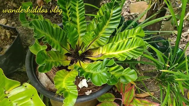 Cobra Fern | Asplenium Nidus смотреть онлайн