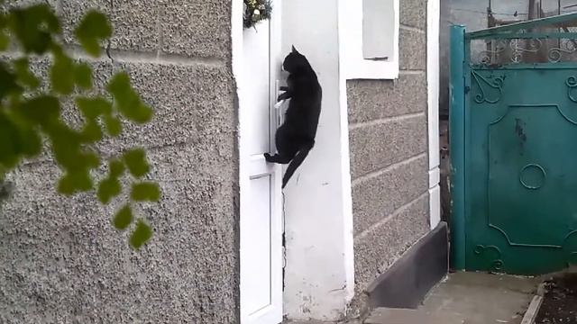 funny cats/прикол с котами. Супер умная и изобретательная кошка/ Super cat смотреть онлайн