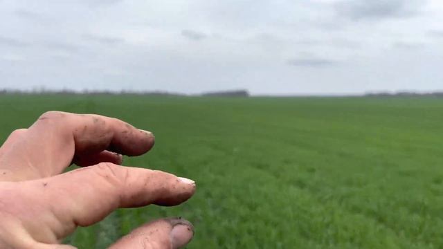 Вносим кас по технологии Cultan￼￼ по пшенице ￼? смотреть онлайн