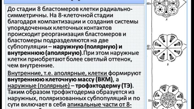 Эмбриология млекопитающих и человека. Ч.3. Морула и бластоциста. смотреть онлайн
