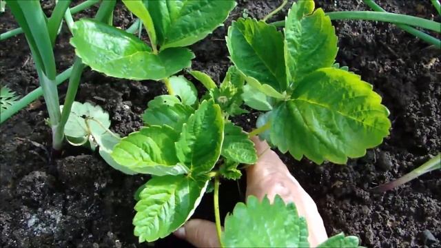 ВЫСАДИЛА СЕЯНЦЫ КРУПНОПЛОДНОЙ ЗЕМЛЯНИКИ ЧЕМ ЗАПРАВИЛА ЛУНКИ смотреть онлайн