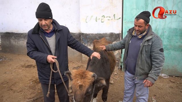 Лахзахои Ногувор - ГОВУМ ГОВИ ЗУР БУДАЙ
