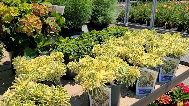 Sedum Atlantis™(Variegated Stonecrop) // GORGEOUS? Award Winning, Hardy Outdoor Succulent смотреть онлайн