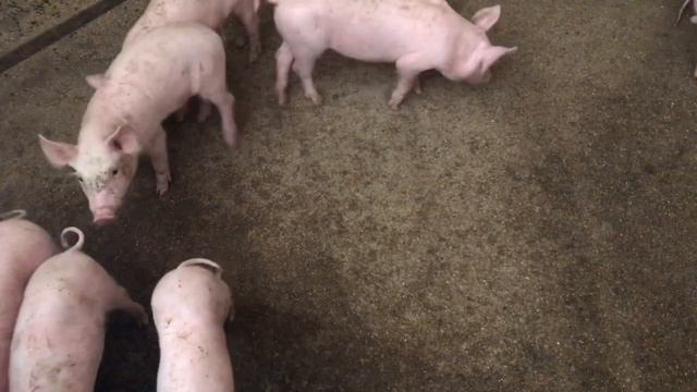 ЦЯ СХЕМА МАКСИМАЛЬНО ЕФЕКТИВНА смотреть онлайн