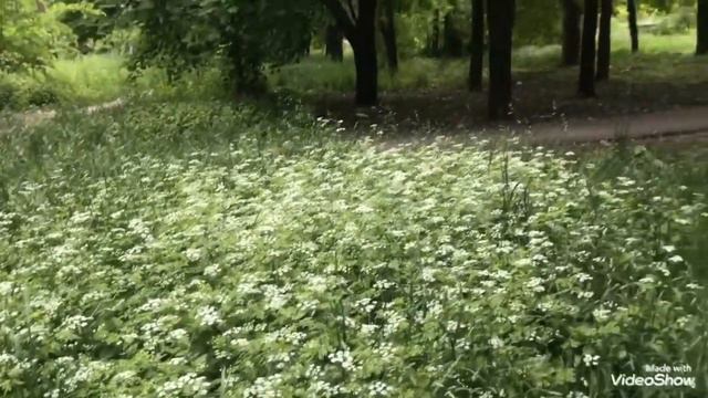 Первый раз за 3 года вышел из дома - папа 82 года смотреть онлайн