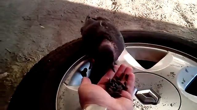 Голубь смотреть онлайн