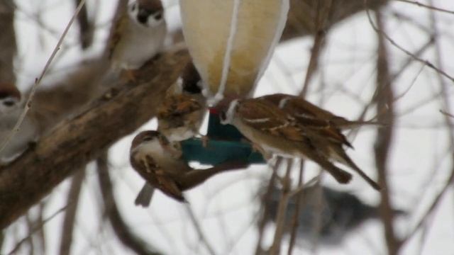 У кормушки для воробьёв