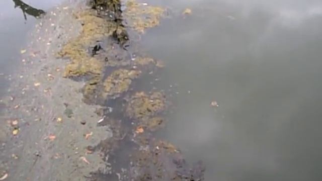 Ловлю рыбу на озере со змеями Бррррр мурашки по коже смотреть онлайн