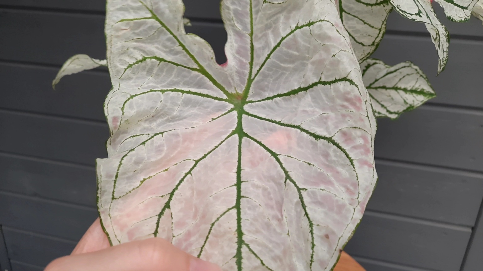 Обзор каладиума, цветение, выращивание.