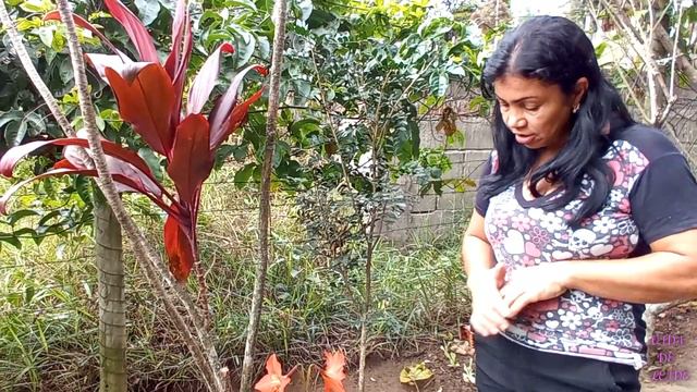 CUIDANDO DE PLANTAS: AÇUCENA, AMARILES, FLOR DA IMPERATRIZ, (hippeastrum) смотреть онлайн