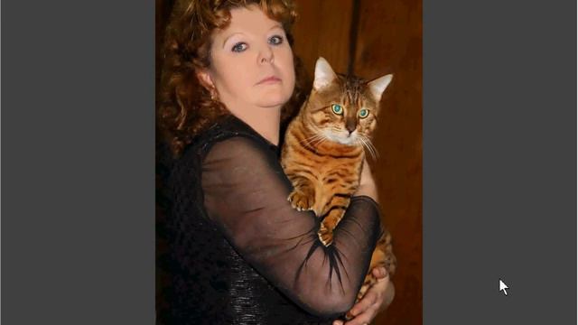 кошки-бенгалы