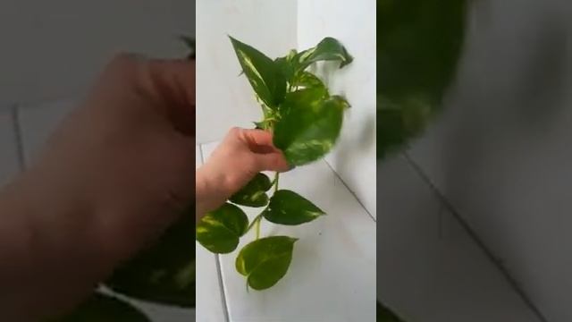 Эпипремнум пиннатум вариегатный смотреть онлайн