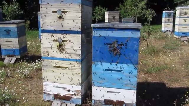 Так выглядит семья с отводком на начало цветения липы. 14. 06. 2018 г. смотреть онлайн