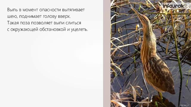 Адаптация как результат естественного отбора | Биология 9 класс #30 | Инфоурок смотреть онлайн