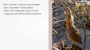 Адаптация как результат естественного отбора | Биология 9 класс #30 | Инфоурок