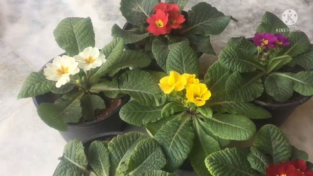 How To Grow & Care Primula/Primrose