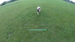 БУЛЬМАСТИФ ВСЕ О ПОРОДЕ. ИНТЕРЕСНЫЕ ФАКТЫ