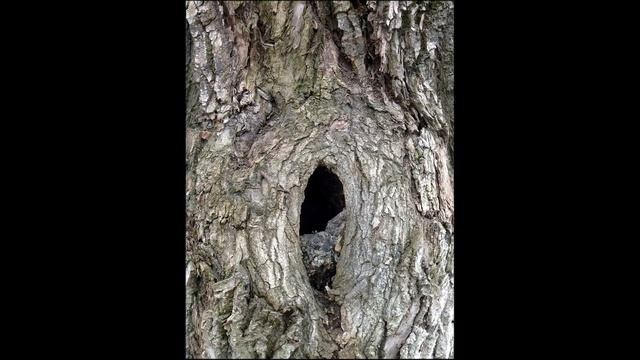 Поющий дуб в Задонске смотреть онлайн