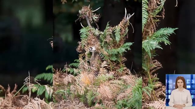 13 смешных фотографий животных смотреть онлайн