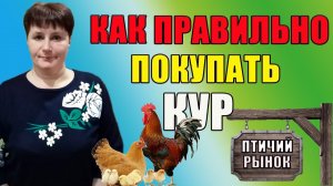 Как правильно покупать кур и цыплят на рынке.