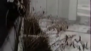 Сергей Коржуков  - Первая Девочка