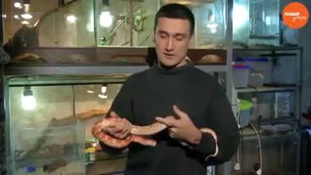 Маисовый полос смотреть онлайн