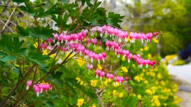 Музыка Моцарта | Рондо Для Скрипки С Оркестром смотреть онлайн