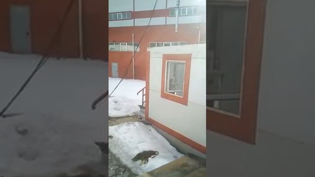 Замена глубинного насоса смотреть онлайн