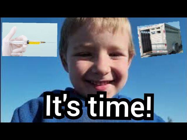 They look a little high strung/ vaccine shots! смотреть онлайн