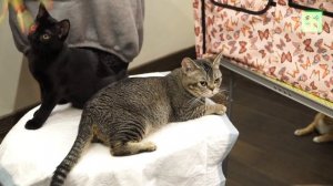 Бомбейская кошка – одна из самых редких пород кошек в России