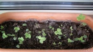 Семена гортензии — как выглядят и можно ли из них вырастить рассаду дома