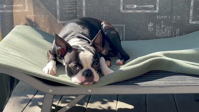 The King BOSSton Terrier Uriy And Boxer Astrid! #bostonterrier  #boxerpuppy