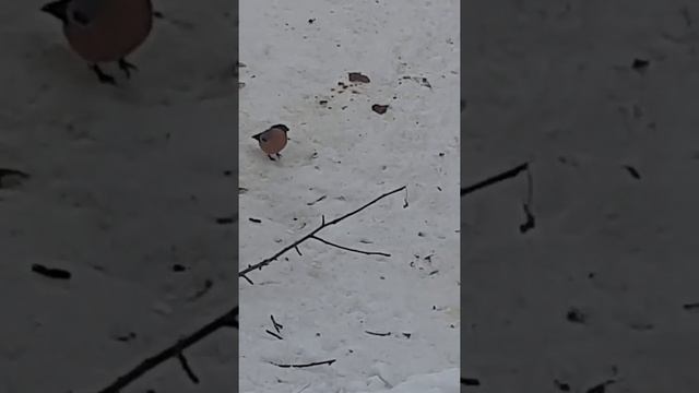 К нам прилетел снегирь? смотреть онлайн