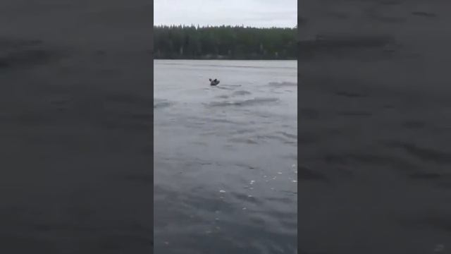 Водная прогулка медвежат в Карелии (начало спасения) смотреть онлайн