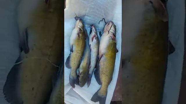 Канадский сом смотреть онлайн