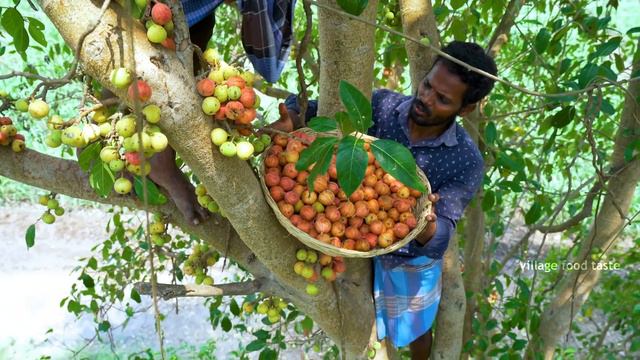Country Fig (Anjeer) Fruits Plucking and Eating in Our Village | Village Food Taste смотреть онлайн